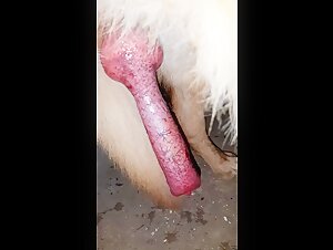 hund frau fickt zoo pornic