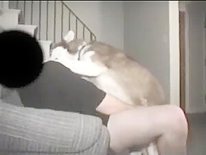 artofzoo porno