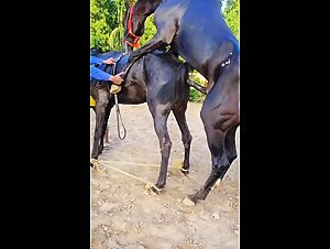 Baise with a dog : the slut loses control with the big dick