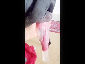 zoophilia and beastiality