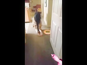 bestiality animalxxx