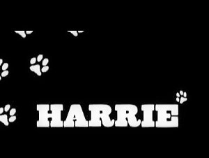 Harrie beats his dog, the slut sucks his dog