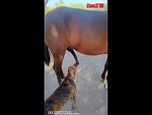 the myth of safe dog sex