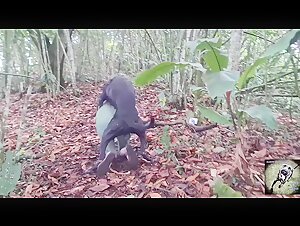 dog suck and denise frazier dog