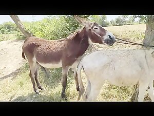 meets in zoo