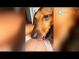 Bestiality Sex Canine : Dog Fuck, Slutty Dogs in Porn