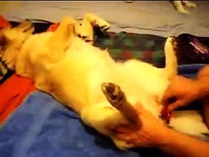 The Sex Life of a Woman and Her Canine Lover: How She Finds Pleasure with Her Dog
