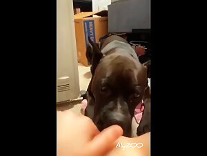 The Girl Gets Fucked by Her Dog On The Couch