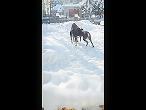 dog and snow