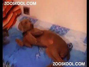 Wild Sex with Dog: The Hardcore Cumming Experience of Zooskool's Masked Mistress