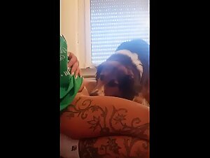 Watch the girl Miss Alice doze off after a doggy play session with her boss, and wake up to do it again with your own pet dog