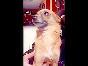 fucking a dog beastality