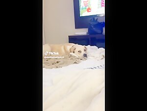 porn zoo animal porn