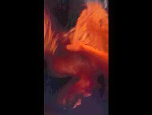 dog blowjob zoo tube