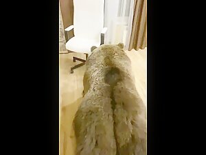 dog fuck beastiality