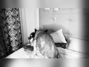 Intense Doggy Sex with a Hot Girl and Her Dog