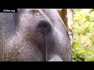 Here are the clips where the slutty puppies get cold from fucking for their little houses