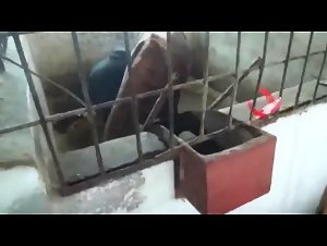 Russian Woman and Horse Sex Video