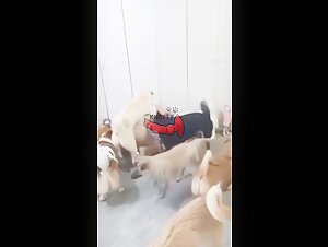 secret life of a dog sitter