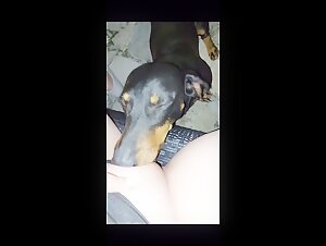 el sexo canino es seguro