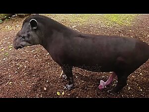 Animal Fucking: The New Outdoor Debauchery
