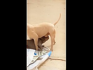 How far will the sexy woman and dirty dog go to satisfy each other?