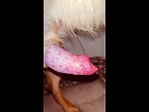ethics and implications of animal pornography explored