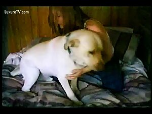 Dog Bestiality: An Intimate Look