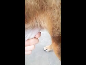 Erotic Massage with a Brazilian Mastiff: A Story of Bisexuality and Pleasure