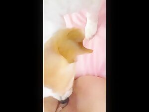 dirtydoglinks zoolkoo