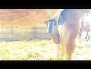 intense bestiality horse video