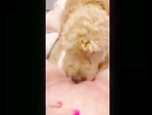animal porn videos