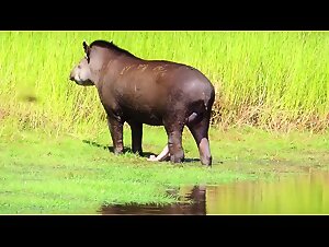A Wild and Sizzling Tapir Sex Experience