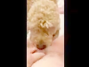 zoofilia animaltube videos