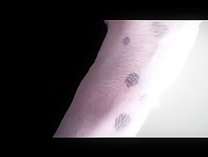 bestiality tubes chocolate dip