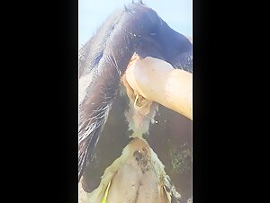 female teen fucking dog