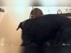 Dog Fucking: sluts and whores screw their dog
