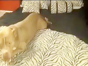 zoophile mom fuck hund