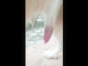 intimate animal porn