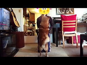 Impressive Dog Sex Scenes to Get You Turned On