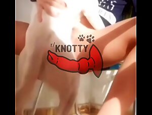 The Reasons Behind Couple Arguments Caused by the Canine Sex Disease
