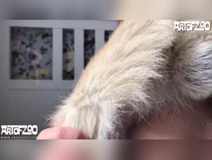 Women Having Sex with Dogs in ArtofZoo Porn Videos