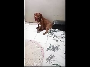 The woman gets hands-on with her dog in this unforgettable sex experience
