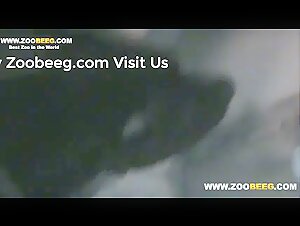 bestiality animalporno