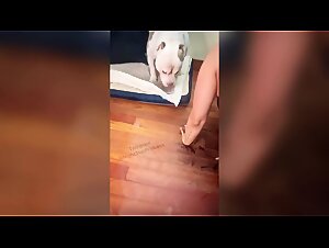 The joys of dog family: a slut subservient at home