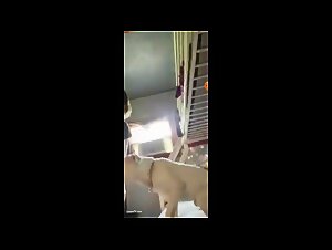 EmmaLynn 2 Gets Her Pussy Sucked by Dog Porn