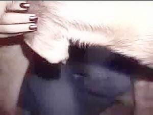 bestiality dog videos