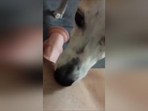 Bestial Sex Videos Featuring Hot Dogs and Dirty Pigs