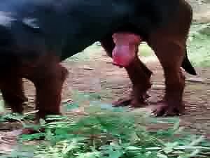 A lesbian woman having sex with her dog, a horny and fuckable bitch