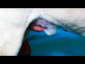 The woman and her dog: a close bond